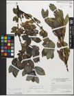 Foto von Salix myrsinifolia Salisb.